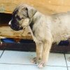 DRAGON DE PEYRE KENNELS