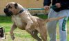 NERON DE RUCADEN