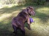 CROWN PRESA SASHA