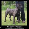 PRADERA'S AQUSTIN