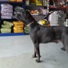 LEONIDAS DE KING ZULU