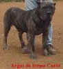 ARGOS DE IREMA CURTO