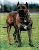 TOR (1996)