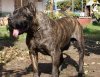 ELSA DE BARNACAN BULL