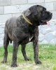 CUBA EL PERRO DIABLO