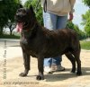 RONA PERRO PRESA GRAND