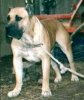 DAUTE DE BARNACAN BULL