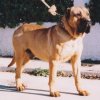FARRUCO DE LOS BIMBACHES