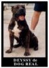 DEYSSY DE DOG REAL