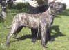 CASTRO EL PERRO DIABLO