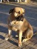 CAURON EL PERRO DIABLO