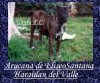ARAUCANA