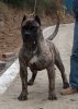 ZIBOR DE DOG RUBI