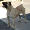 SEDA DE DOG REAL