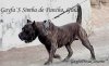 SIMBA DE GAYFA