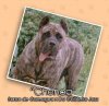 DO GALINEIRO CHENOA