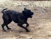 ARTEMIS DE MANGO BULL