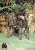 GOLFO DE BARNACAN BULL