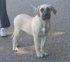 DIAM'S OF DOGO PARADISE
