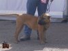 NALA DE BARNACAN BULL