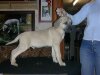 VALKO DU BARON DES CROCS D'IVOIRE