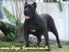 HILDA DE DOG REAL