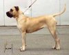 MABI DE BARNACAN BULL