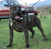 NACHO DE KING ZULU