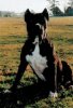 CACHINEY DE ALACANT BULL