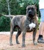 RINGO DE CASA DEL PRESA