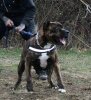 LOBA DE KING ZULU