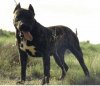 BERODES ROTTWEILER DE SAU