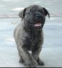 KIMBO SLICE DE CARLOS ROSSI