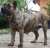 WILMA DE ATLANTIDA CAN