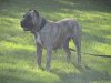 ELITE NAKITA (DFK9 NIKITA DE SHOGUN KENNEL)