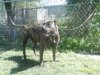 SHEEBA