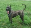 SHADY LADY PERRO PRESA GRAND