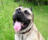 BRUNO