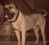 YAHOLO DE MIDGARD KENNEL