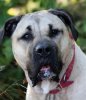 YAMILLA DE MIDGARD KENNEL