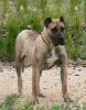 VELIKAYA DE FENCING DOGS