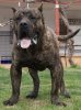 ATOS DE BARNACAN BULL