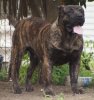 BOLT DE BARNACAN BULL
