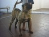 NETCHAEVA DE FENCING DOGS