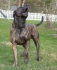 DOCANORS ROSCO