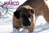 RIOCHA'S MACHO MARCO