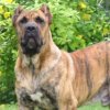 THANOS DE LA TANIERE DES RENARDS