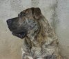 CROKO OF DOGO PARADISE