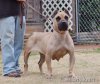 SANDERS NALA