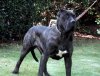 GRANDIOSO'S SAMSON